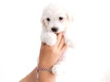 Anne Altından Safkan Maltese Terrier Yavrusu 2 Aylık Teacup