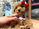 Maltipoo