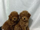 Tüy Yumaği Toy Poodle Yavrularimiz