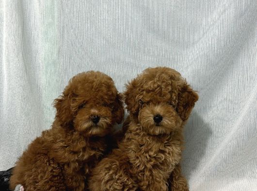Tüy Yumaği Toy Poodle Yavrularimiz görsel
