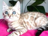 Snow Bengal