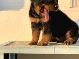 Rotweiler Bebekler Teslime Hazır