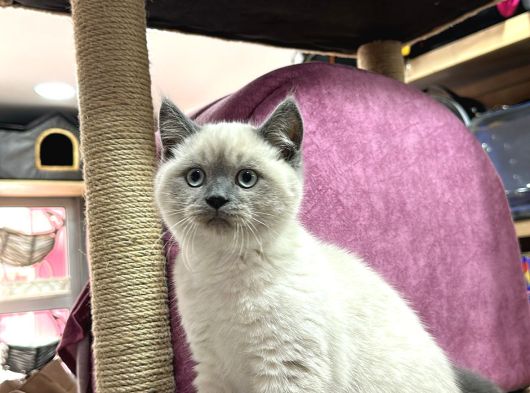 Renk Renk Desen Desen Kedi̇ Yavrularimiz görsel
