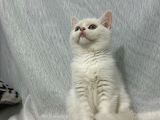 Renk Renk Desen Desen Kedi̇ Yavrularimiz
