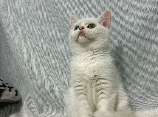 Renk Renk Desen Desen Kedi̇ Yavrularimiz görsel
