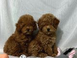 TÜY YUMAĞI TOY POODLE YAVRULARIMIZ
