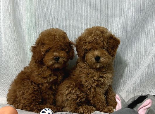 Tüy Yumaği Toy Poodle Yavrularimiz