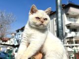 RENK RENK DESEN DESEN KEDİ YAVRULARIMIZ