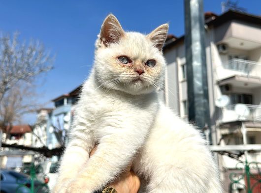 Renk Renk Desen Desen Kedi̇ Yavrularimiz