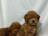 Tüy Yumaği Toy Poodle Yavrularimiz