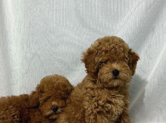 Tüy Yumaği Toy Poodle Yavrularimiz görsel
