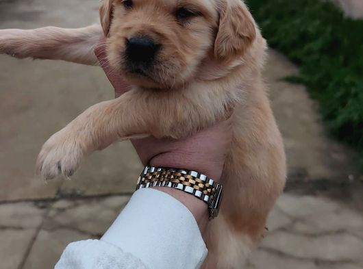 Tuvalet Eğitimli Golden Minnaklarım