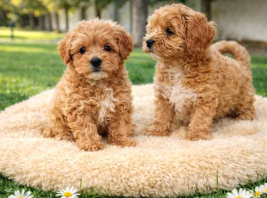 Super Fi̇yatlara Süper Kali̇te Malti̇poo Yavrular