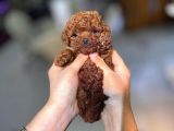 ÜST KALİTE TOY POODLE YAVRULARIMIZ