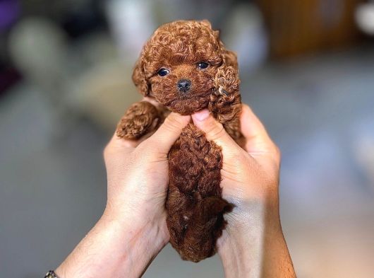 Üst Kali̇te Toy Poodle Yavrularimiz