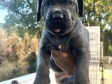 Heybetli İri Cüsseli Cane Corso Yavrular