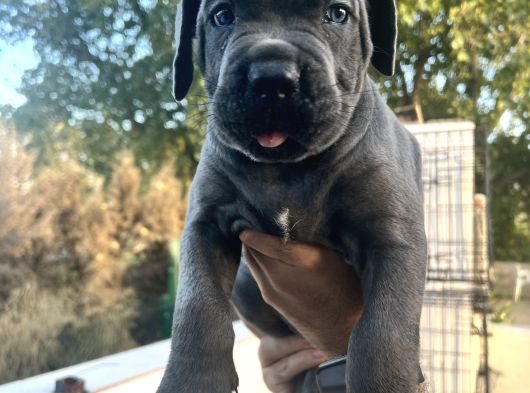 Heybetli İri Cüsseli Cane Corso Yavrular görsel