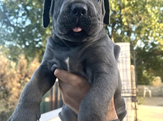 Heybetli İri Cüsseli Cane Corso Yavrular görsel