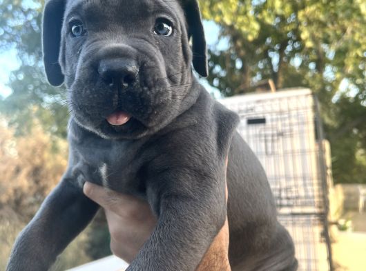 Heybetli İri Cüsseli Cane Corso Yavrular görsel