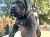 Heybetli İri Cüsseli Cane Corso Yavrular