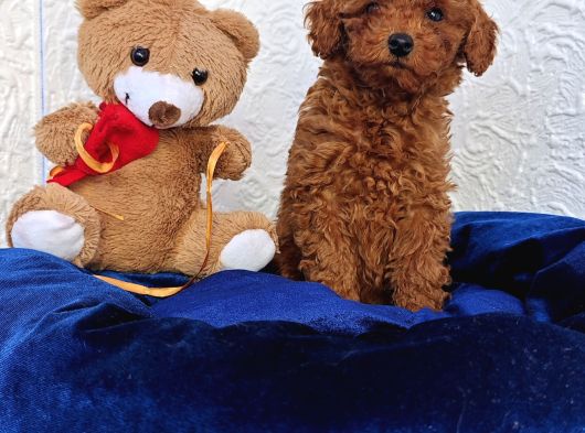 Super Kali̇te Super Fi̇yatlara İstanbulda Toy Poodle görsel