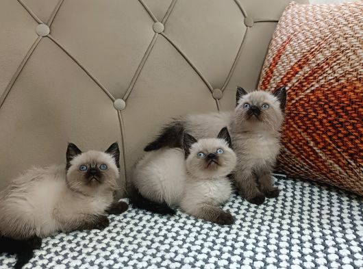 Brti̇sh Shorthai̇r Cakni̇t Poi̇nt Yavrular görsel