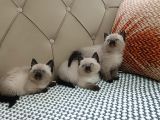 BRTİSH SHORTHAİR CAKNİT POİNT YAVRULAR