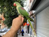 ALEXANDER İSKENDER PAPAĞANI FULL EĞİTİMLİ KONUŞAN