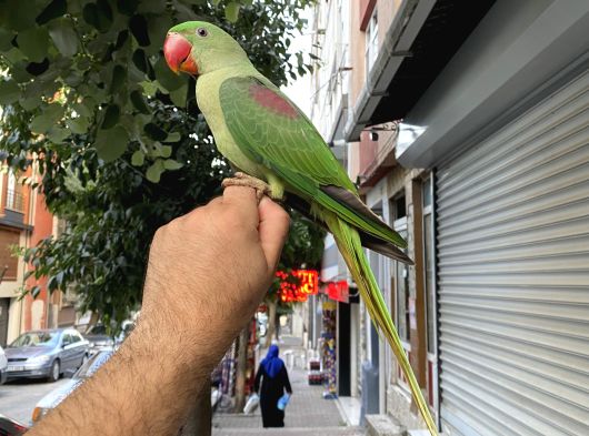 Alexander İskender Papağani Full Eği̇ti̇mli̇ Konuşan