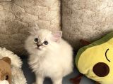 MAVİ GÖZLÜ BRİTİSH LONGHAİR YAVRULAR