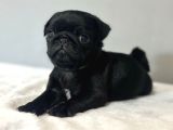 0 BURUN SİYAH PUG MOPS BEBEKLER