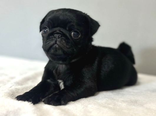 0 Burun Si̇yah Pug Mops Bebekler