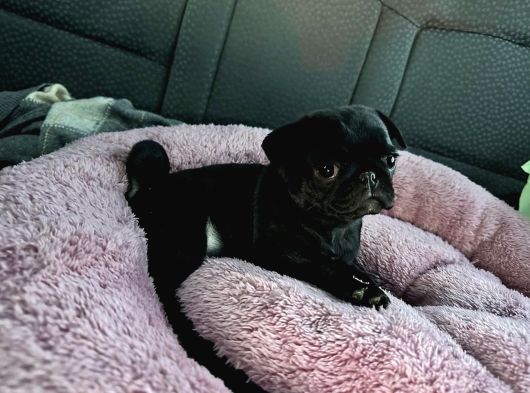 0 Burun Si̇yah Pug Mops Bebekler görsel