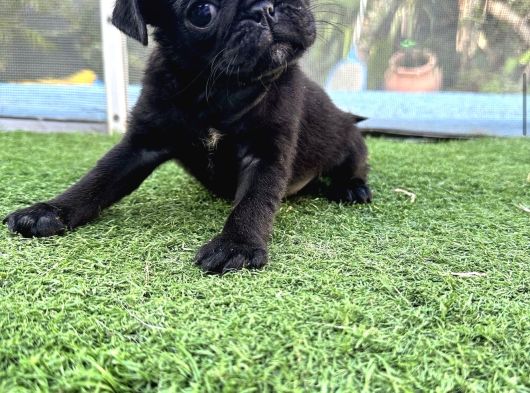 Si̇yah Üst Kali̇te Pug Yavrulari görsel