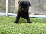 sİYAH ÜST KALİTE PUG YAVRULARI