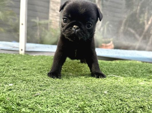 Si̇yah Üst Kali̇te Pug Yavrulari