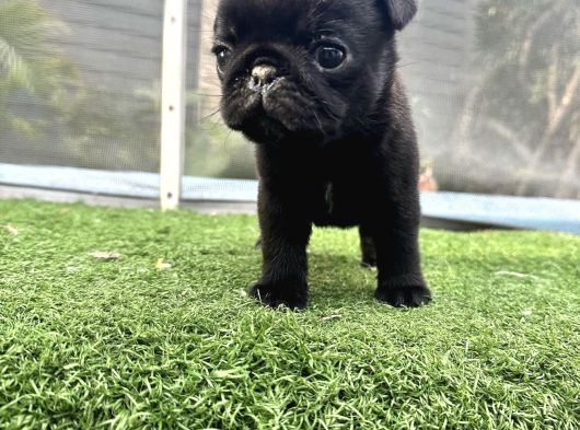 Si̇yah Üst Kali̇te Pug Yavrulari görsel