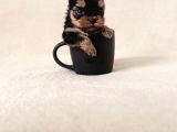 Gerçek Mini Yorkie Yavruları - Rezervasyona Açık