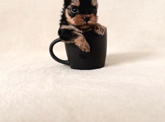 Gerçek Mini Yorkie Yavruları - Rezervasyona Açık görsel