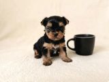 Gerçek Mini Yorkie Yavruları - Rezervasyona Açık