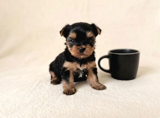 Gerçek Mini Yorkie Yavruları - Rezervasyona Açık görsel