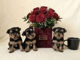 Gerçek Mini Yorkie Yavruları - Rezervasyona Açık