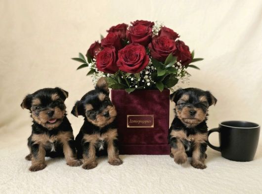 Gerçek Mini Yorkie Yavruları - Rezervasyona Açık