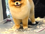 Efsanyüz  Kore Pomeranian