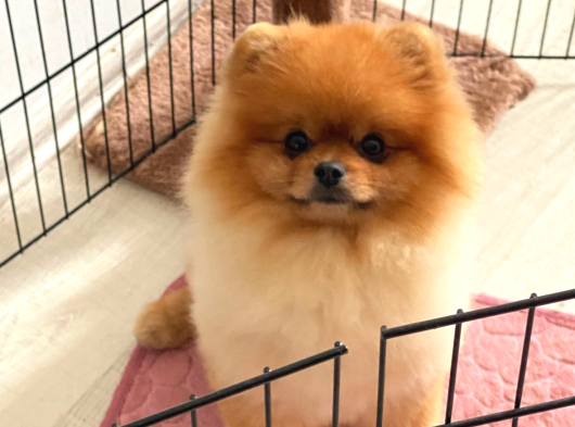 Efsanyüz  Kore Pomeranian