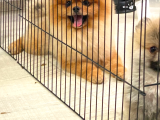 Efsanyüz  Kore Pomeranian