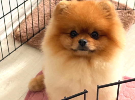 Efsanyüz  Kore Pomeranian görsel