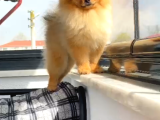 Efsanyüz  Kore Pomeranian
