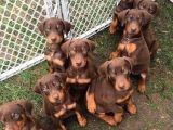 Safkan -Aşılı -Kizil Doberman