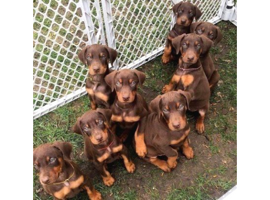 Safkan -Aşılı -Kizil Doberman görsel